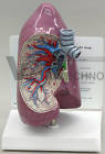 Lung Normal Human Anatomical Model